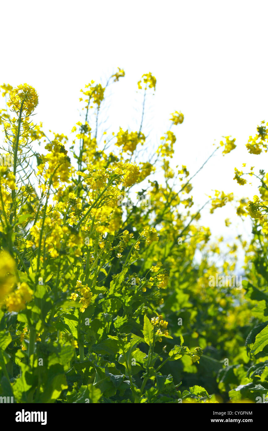 Field mustard field Stock Photo Alamy
