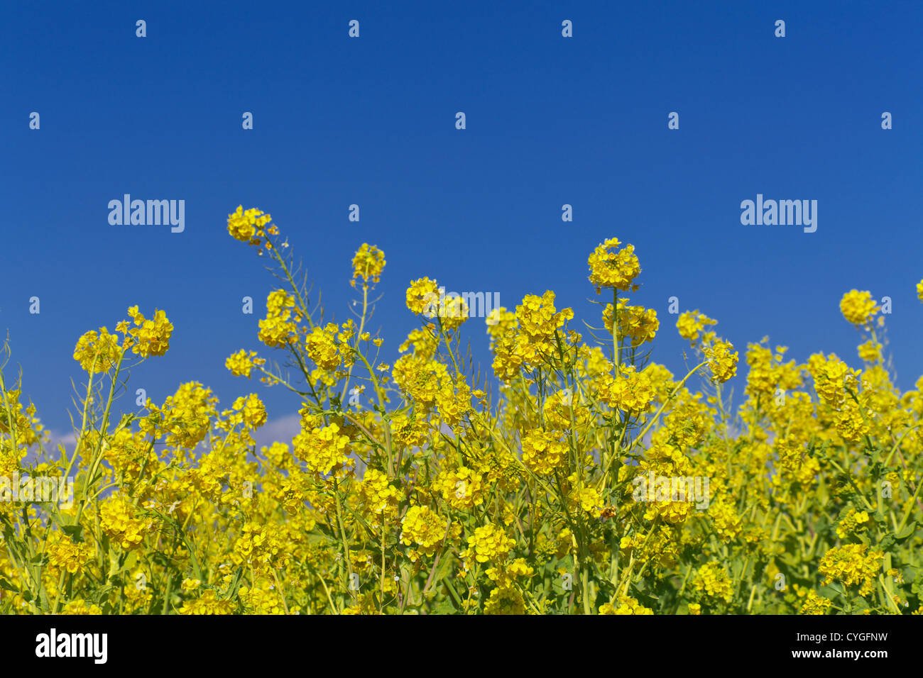 Field mustard field Stock Photo Alamy