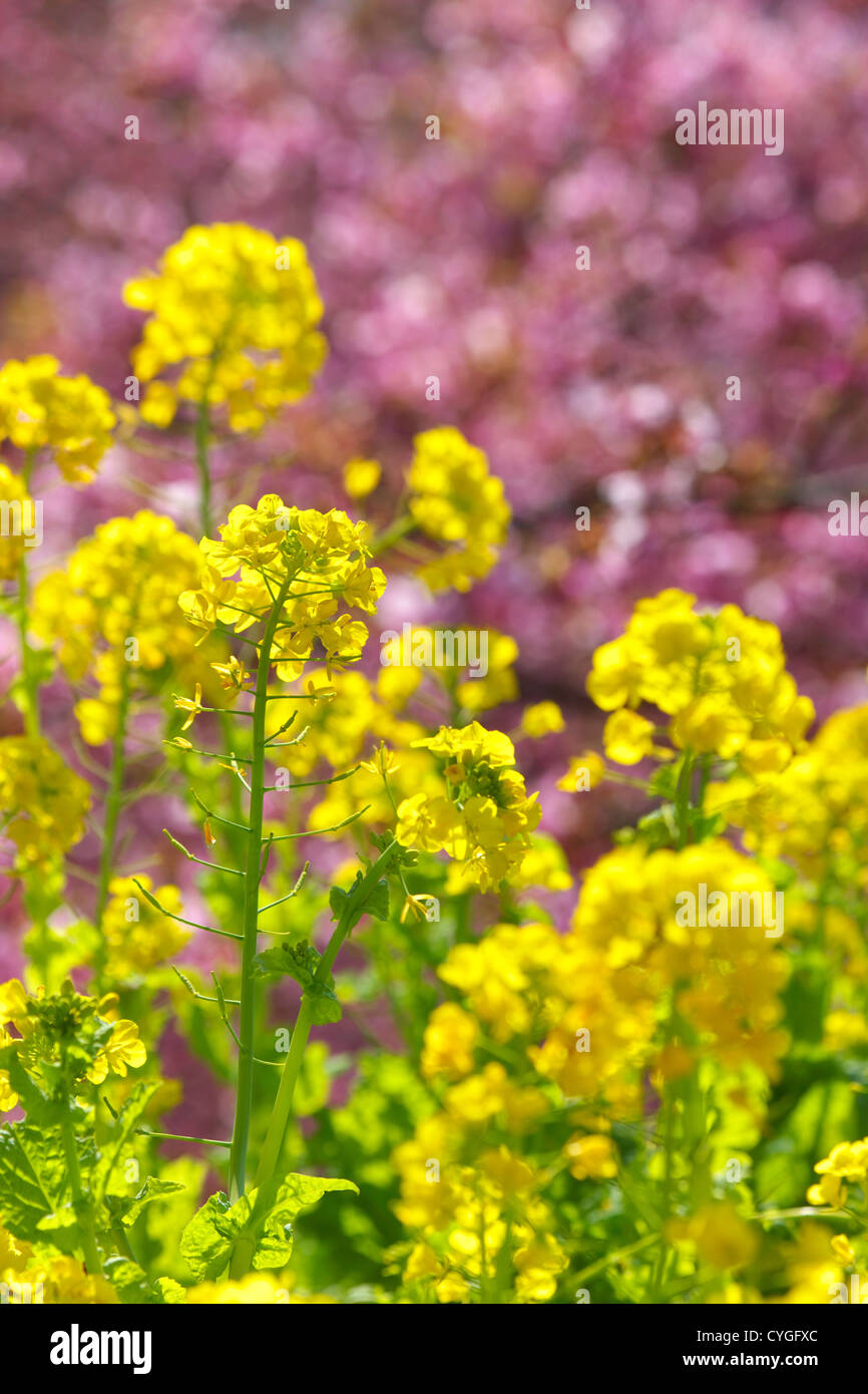 Field mustard flowers Stock Photo Alamy