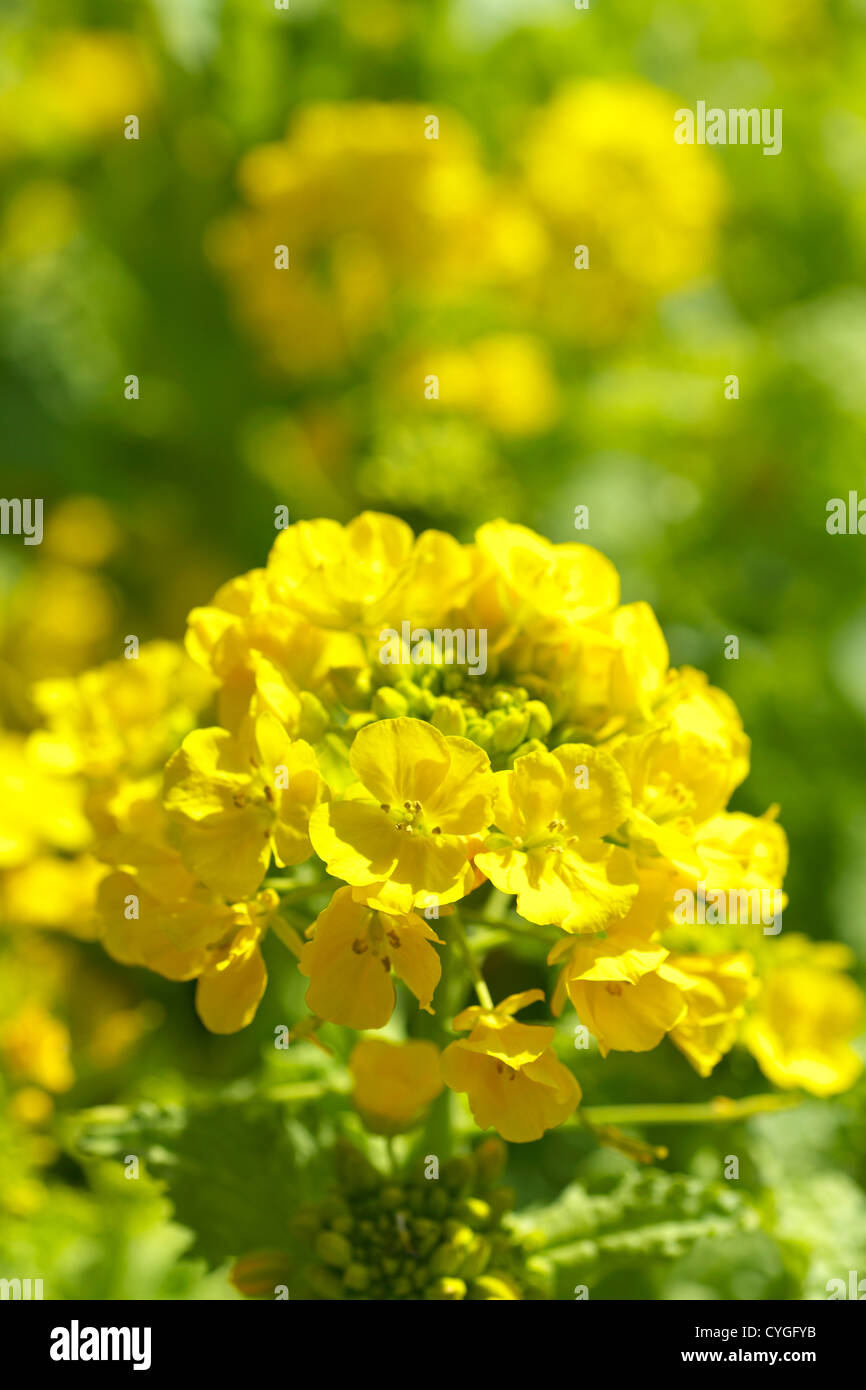 Field mustard flowers Stock Photo Alamy
