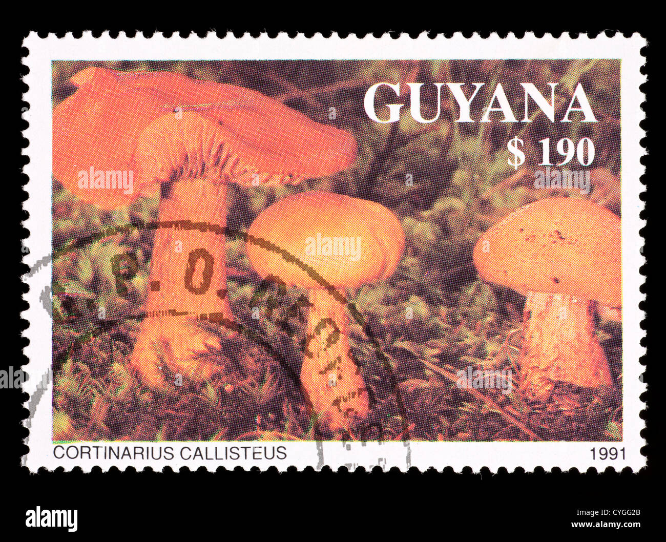 Postage stamp from Guyana depicting mushrooms (Cortinarius callisteus) Stock Photo
