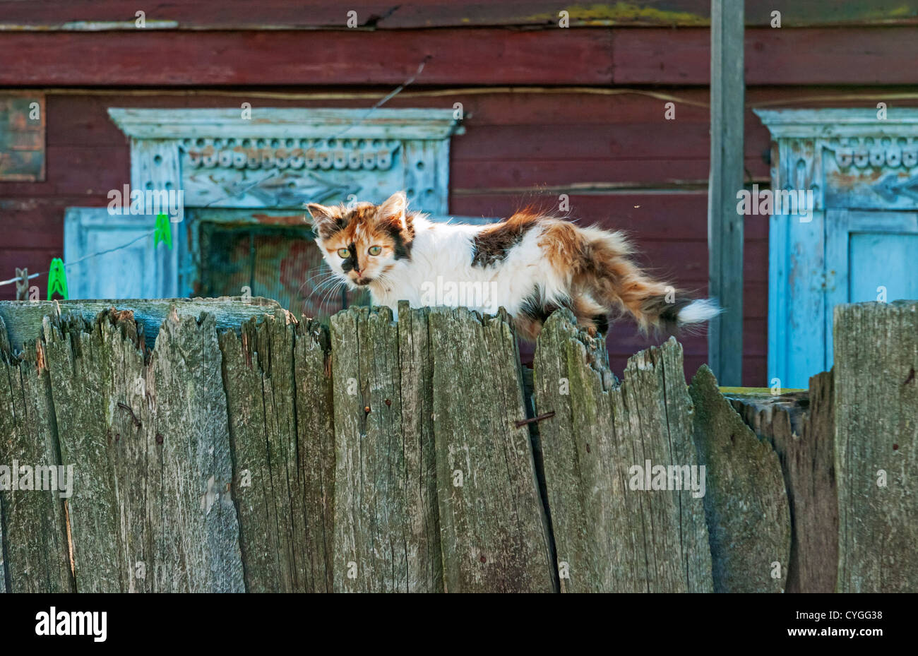 The small three-colored cat goes on an old wooden fence. Stock Photo