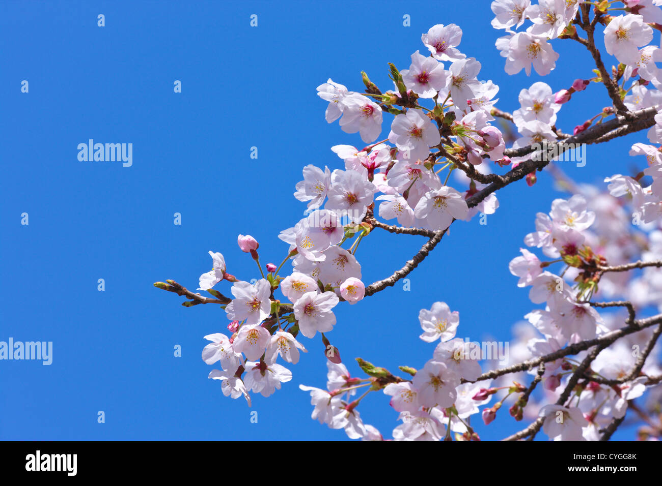 Cherry blossoms and the blue sky Stock Photo - Alamy