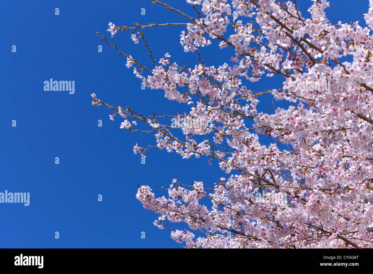 Cherry blossoms and the blue sky Stock Photo - Alamy