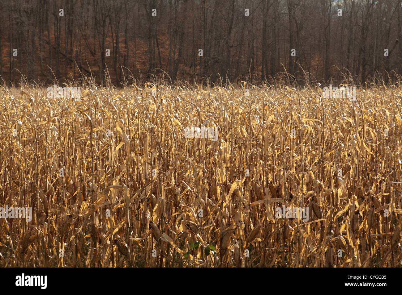 Corn left in Indiana field 2012 drought, hot summer which caused mold