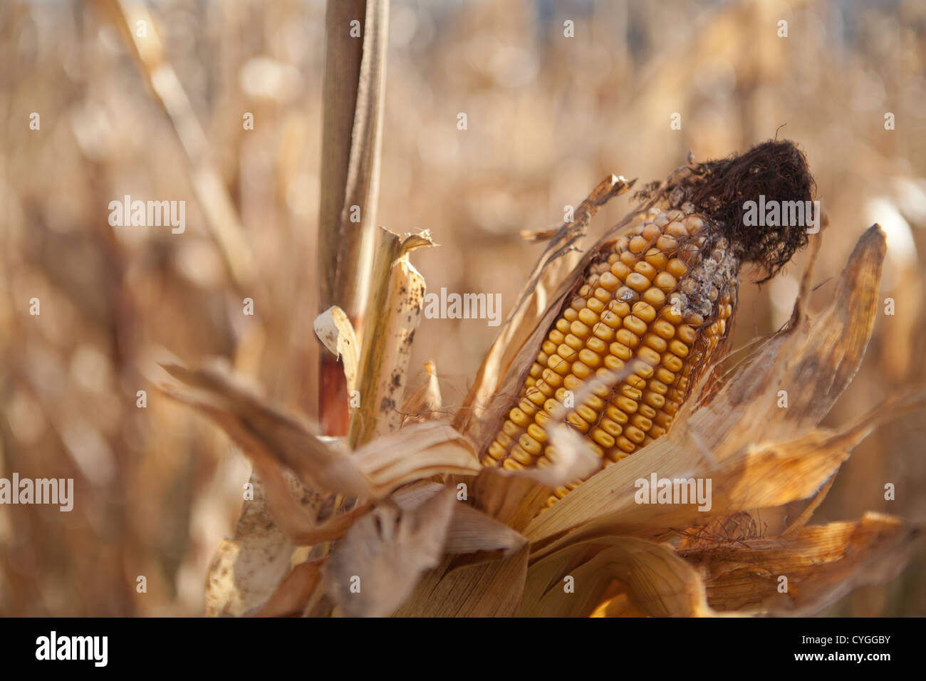 Corn left in Indiana field 2012 drought, hot summer which caused mold