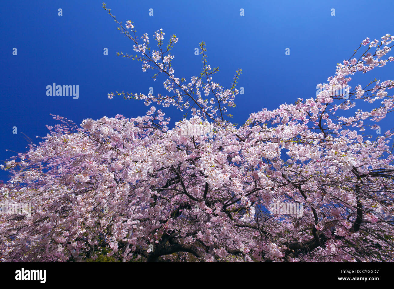 Cherry blossoms and the blue sky Stock Photo - Alamy