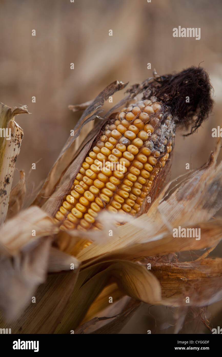Corn left in Indiana field 2012 drought, hot summer which caused mold