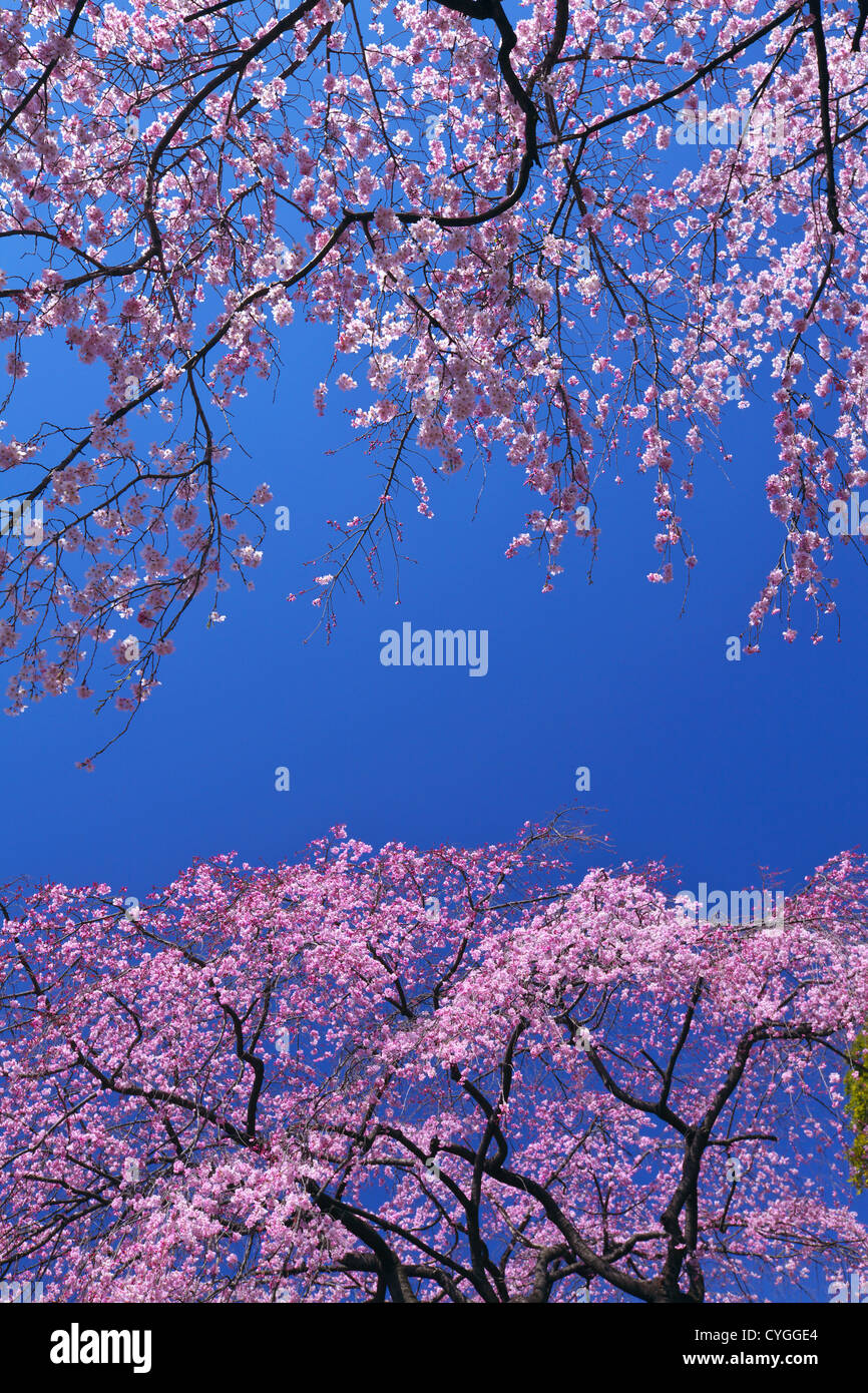 Cherry blossoms and the blue sky Stock Photo - Alamy