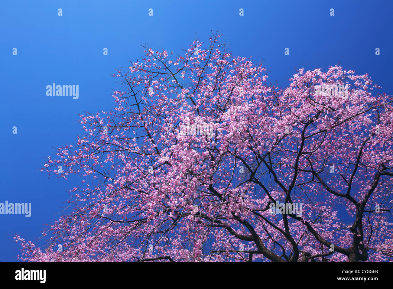 Cherry blossoms and the blue sky Stock Photo - Alamy