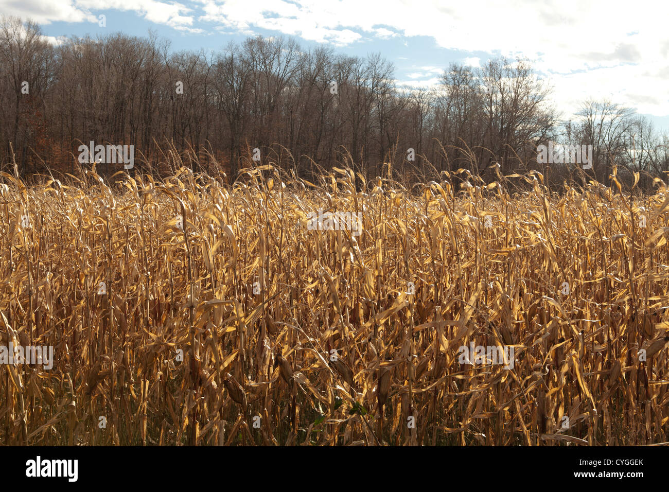 Corn left in Indiana field 2012 drought, hot summer which caused mold