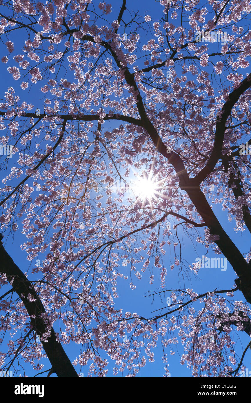 Cherry blossoms and the blue sky Stock Photo - Alamy