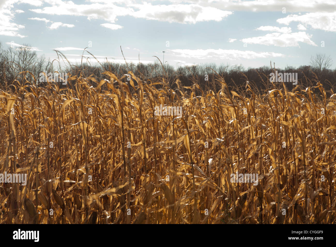 Corn left in Indiana field 2012 drought, hot summer which caused mold