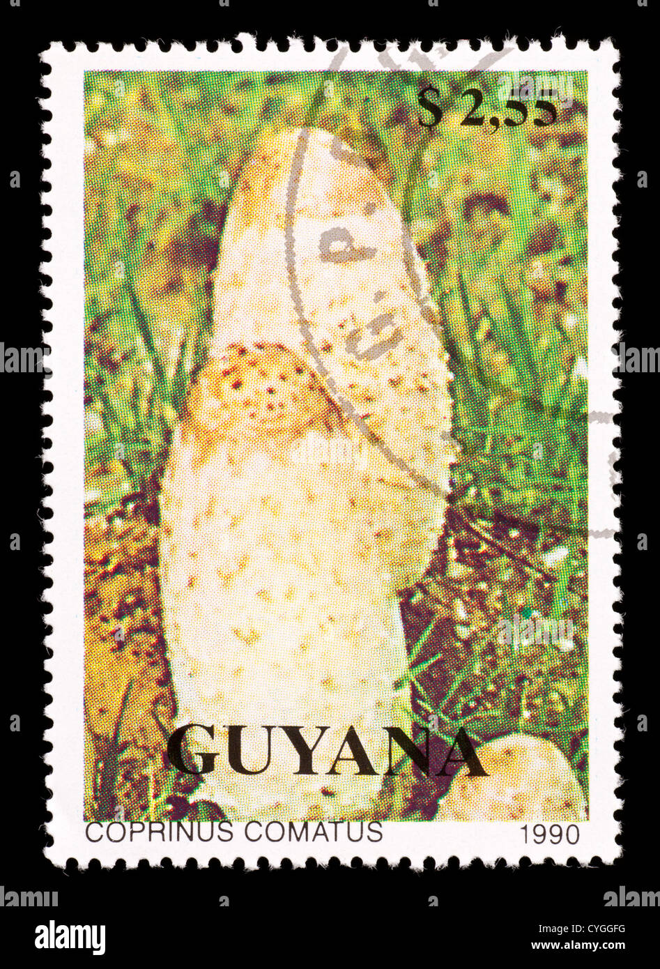 Postage stamp from Guyana depicting a shaggy ink cap, lawyer's wig, or shaggy mane mushroom (Coprinus comatus) Stock Photo