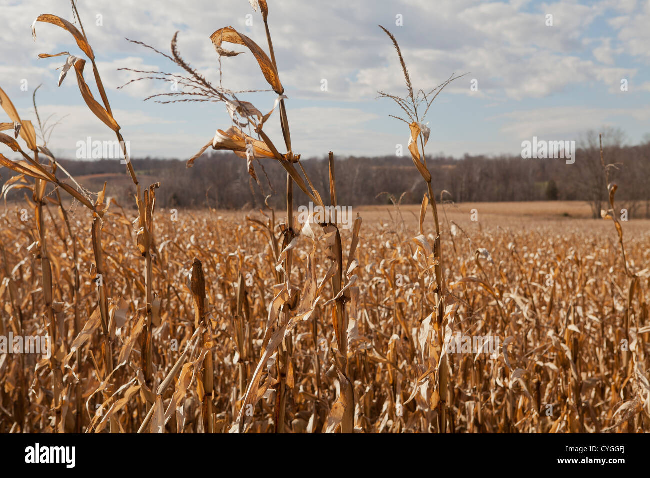 Corn left in Indiana field 2012 drought, hot summer which caused mold