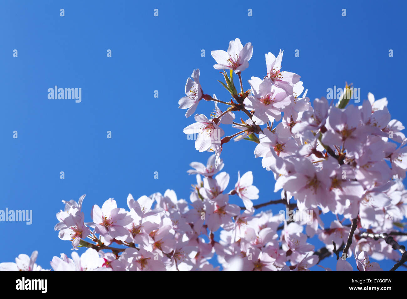 Cherry blossoms and the blue sky Stock Photo - Alamy