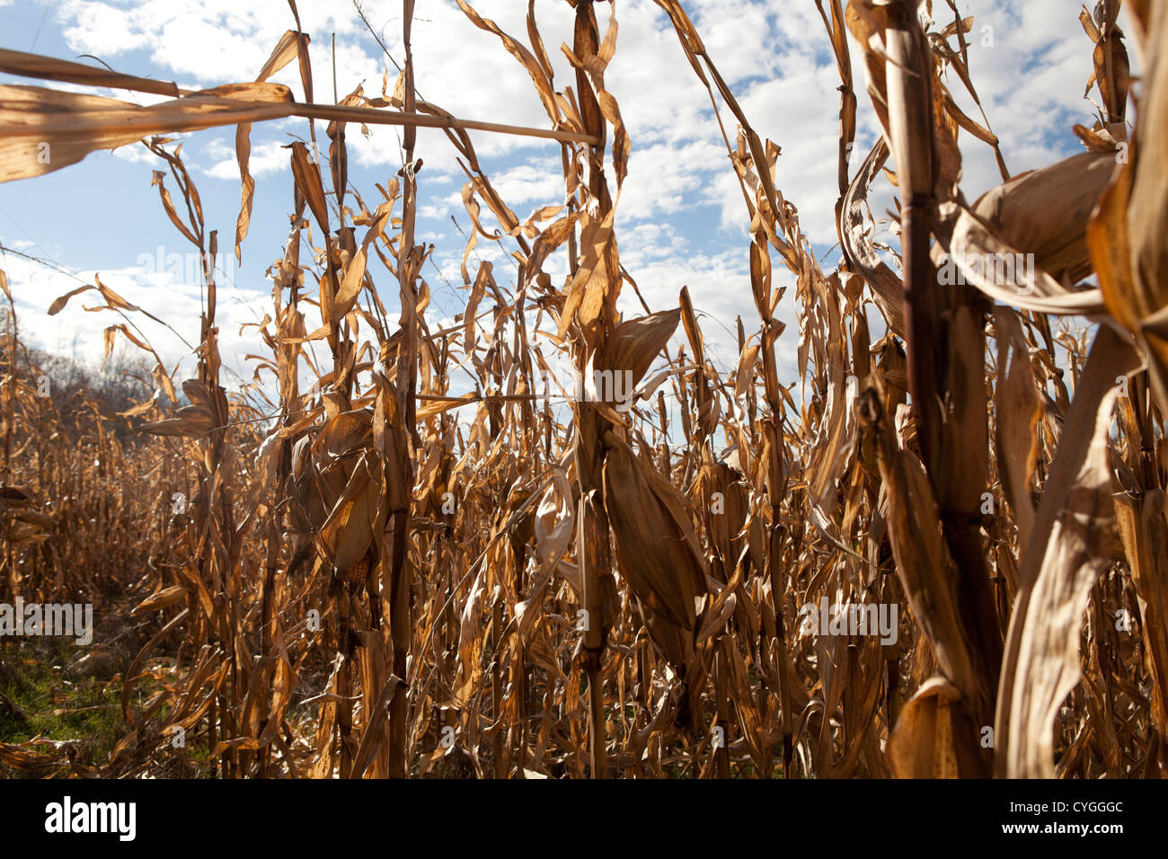 Corn left in Indiana field 2012 drought, hot summer which caused mold