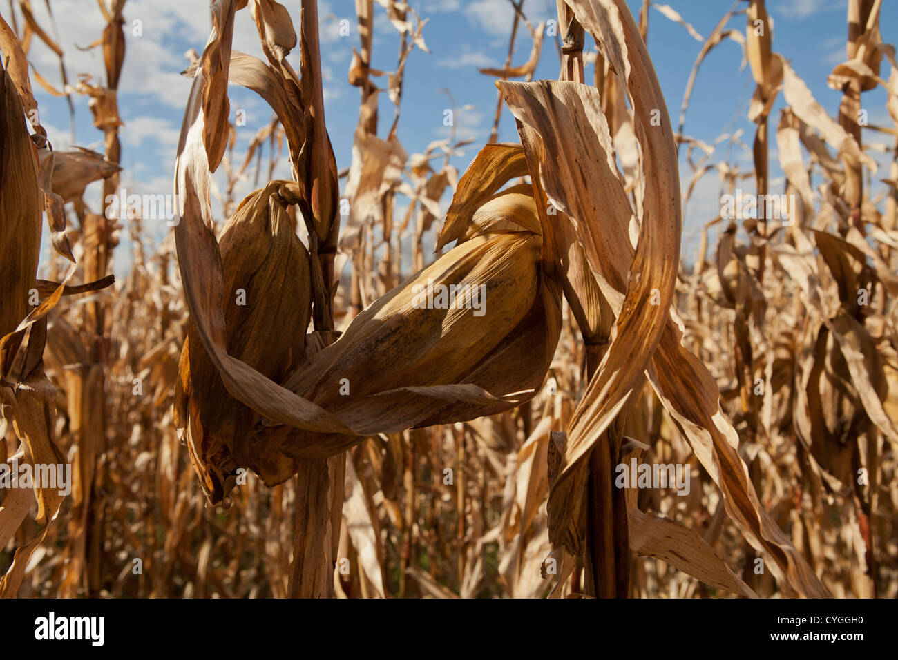 Corn left in Indiana field 2012 drought, hot summer which caused mold