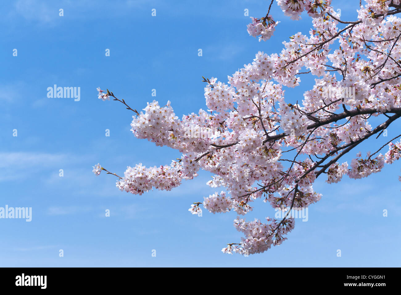 Cherry blossoms and the blue sky Stock Photo - Alamy