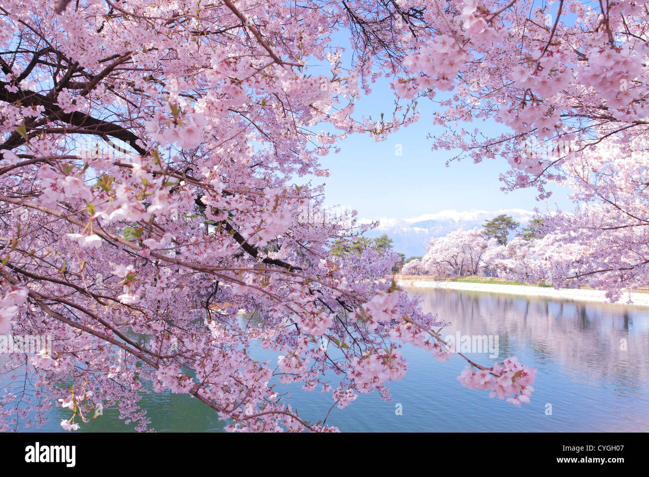 Cherry flowers in Ina, Nagano Prefecture Stock Photo