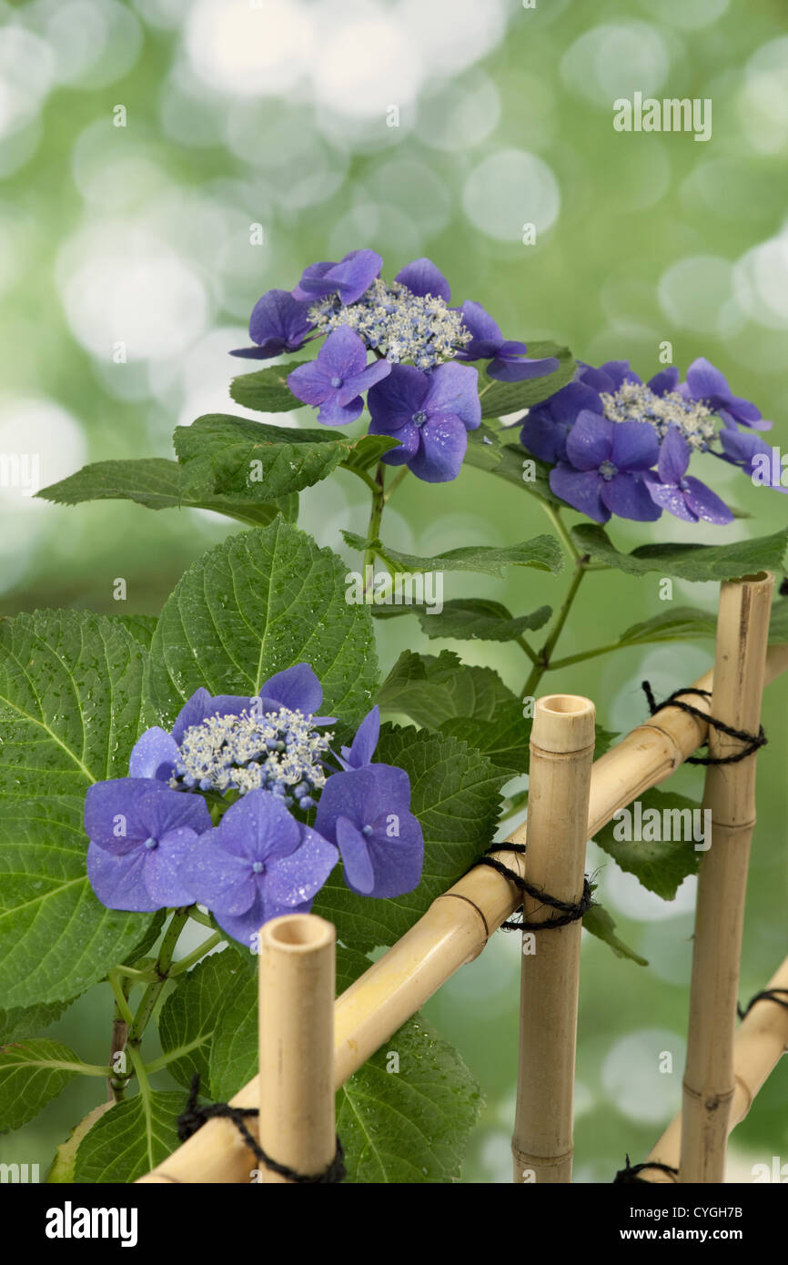 Hydrangea flowers and green leaves Stock Photo