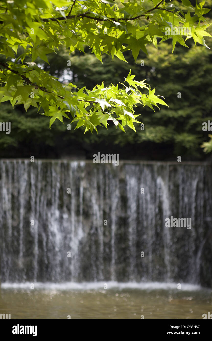 Green maple leaves and waterfall Stock Photo