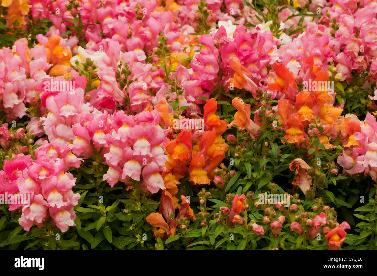 Various colour Snapdragon flowers in bloom Stock Photo Alamy