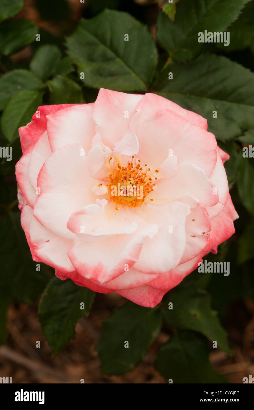 Mary MacKillop Rose in bloom Stock Photo
