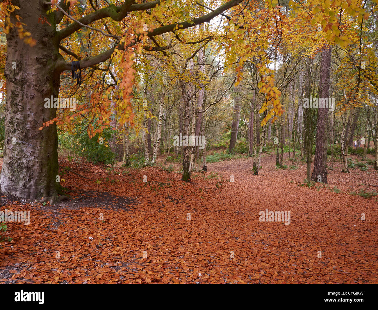 Autumn in Delamere Forest Cheshire UK Stock Photo - Alamy