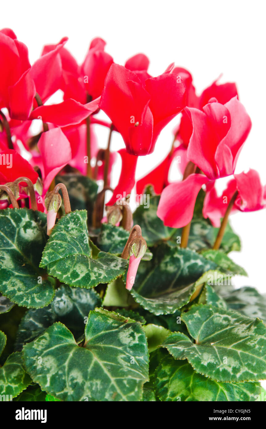 Detail of red and white cyclamen isolated on white background Stock Photo