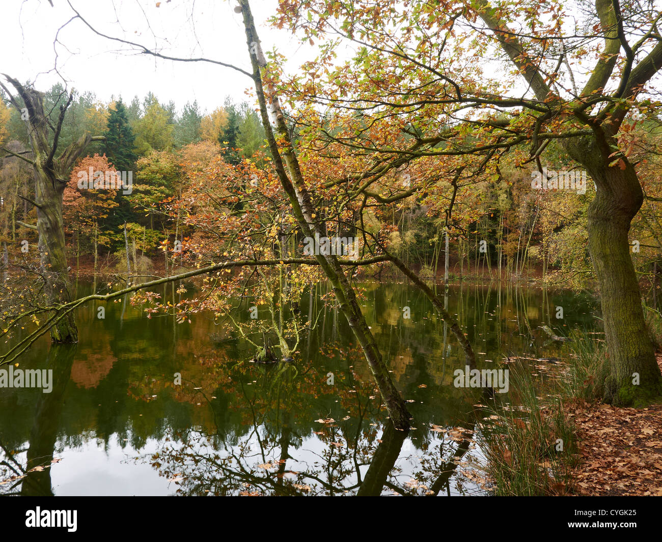 Autumn in Delamere Forest Cheshire UK Stock Photo Alamy