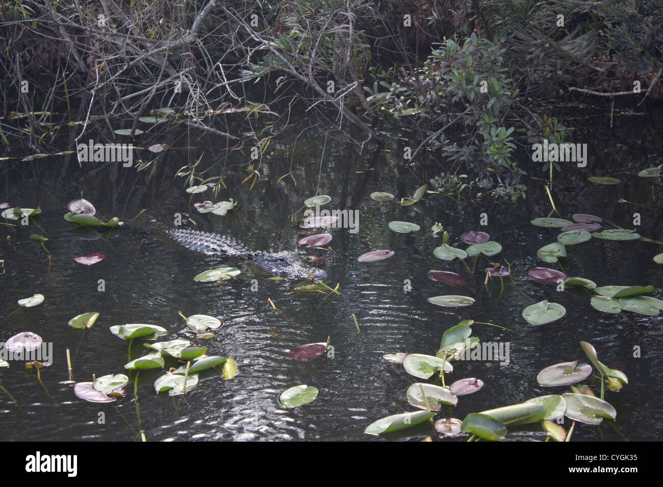 A wild alligator in the Everglades National Park in Florida Stock Photo