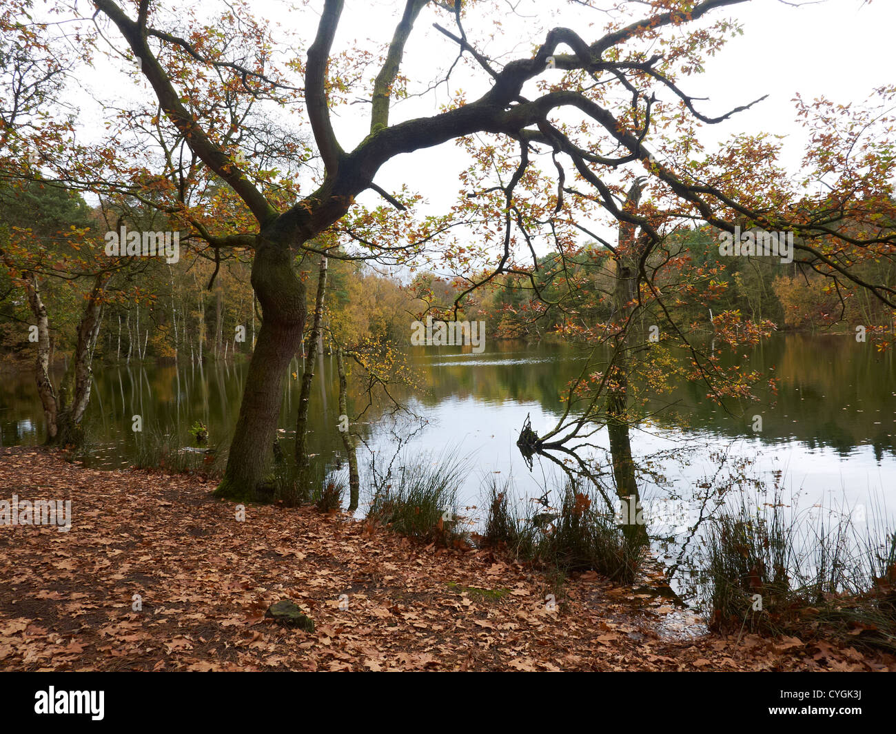 Autumn in Delamere Forest Cheshire UK Stock Photo