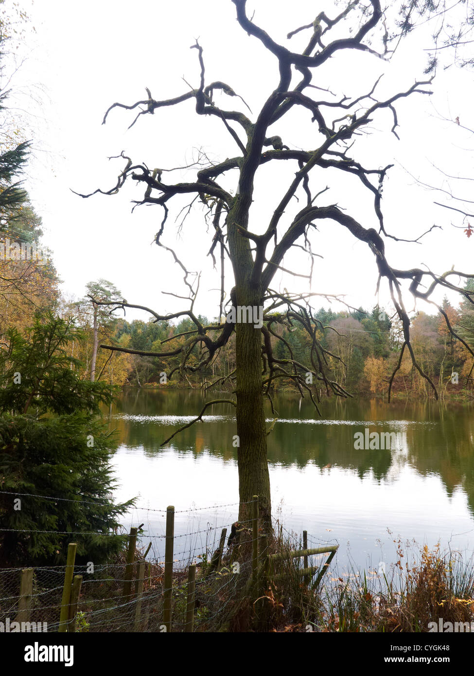 Autumn in Delamere Forest Cheshire UK Stock Photo Alamy
