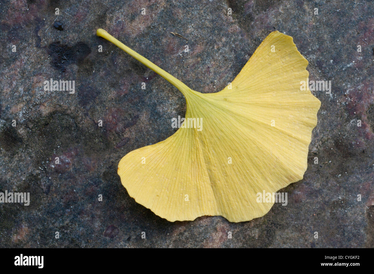 Yellow GIngko Biloba leaf on a rock Stock Photo