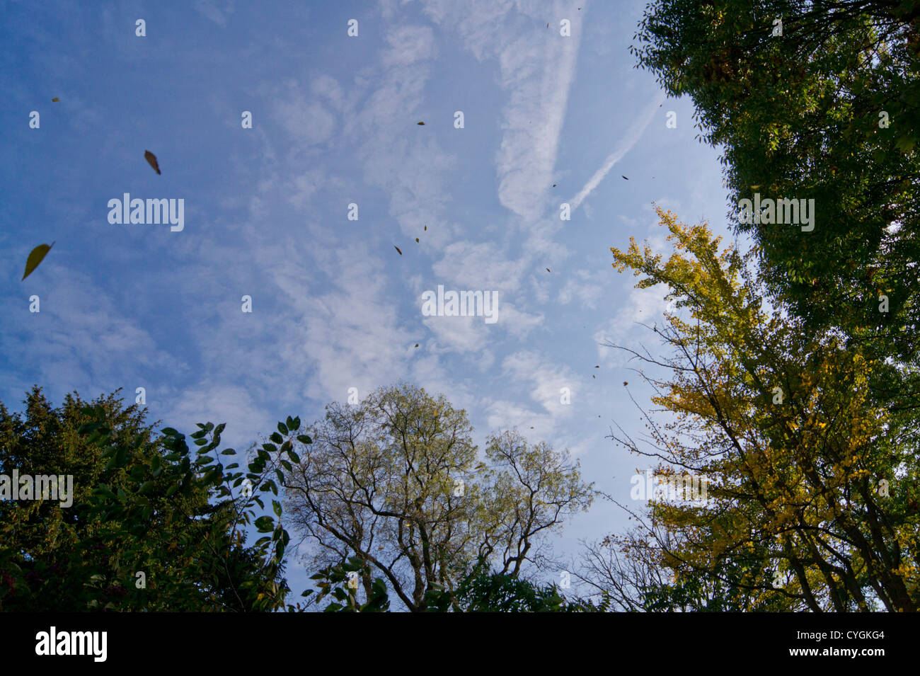 Autumn leaves dazzling in the sky Stock Photo