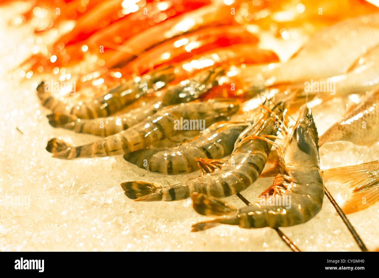 fresh giant tiger prawn seafood gourmet, on ice. Stock Photo