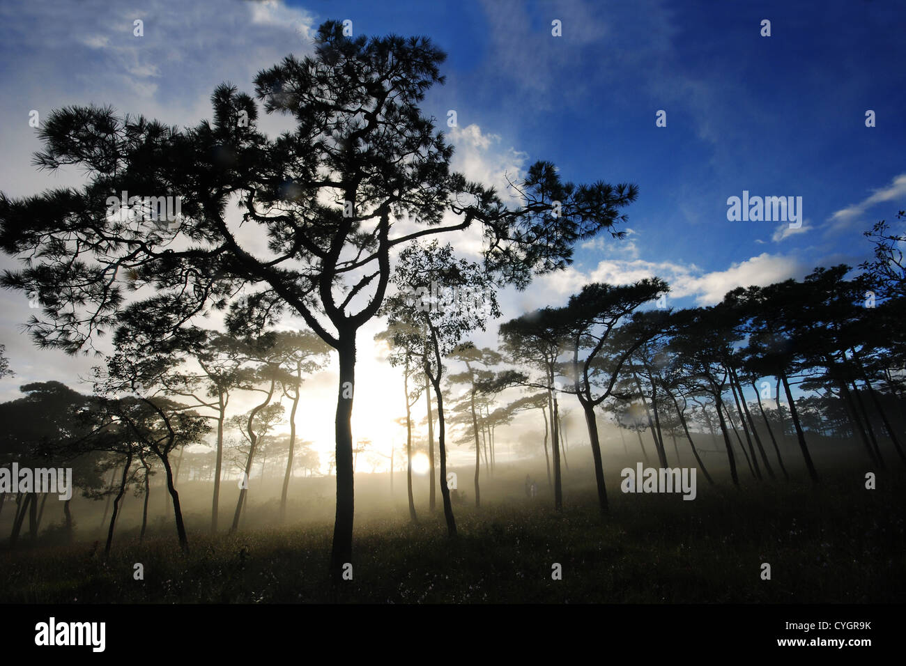 a sunlight glow behind a pine in a fog Stock Photo - Alamy