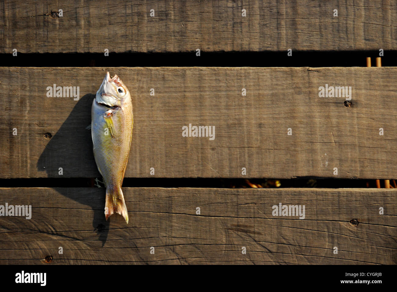dead fish laid down on a wooden floor Stock Photo