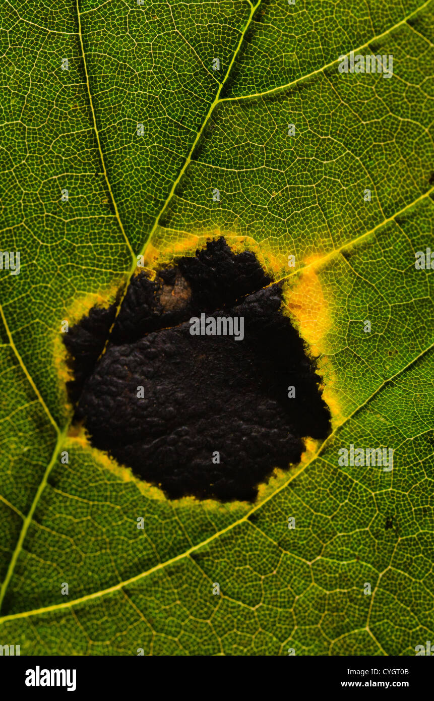 infected sycamore tree tar spot Rhytisma acerinum a fungus on maple