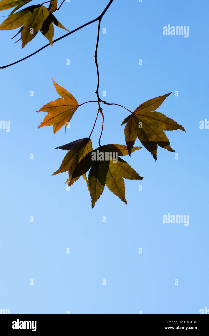 Acer palmatum. Japanese maple leaves against a blue sky. Stock Photo