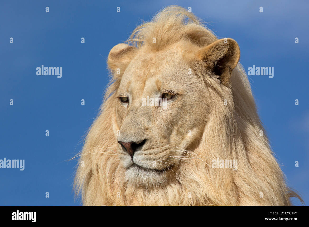 White lion portrait hi-res stock photography and images - Alamy
