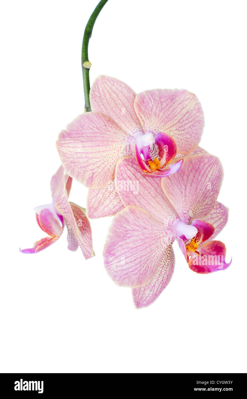 Pink orchid on white background isolated Stock Photo - Alamy