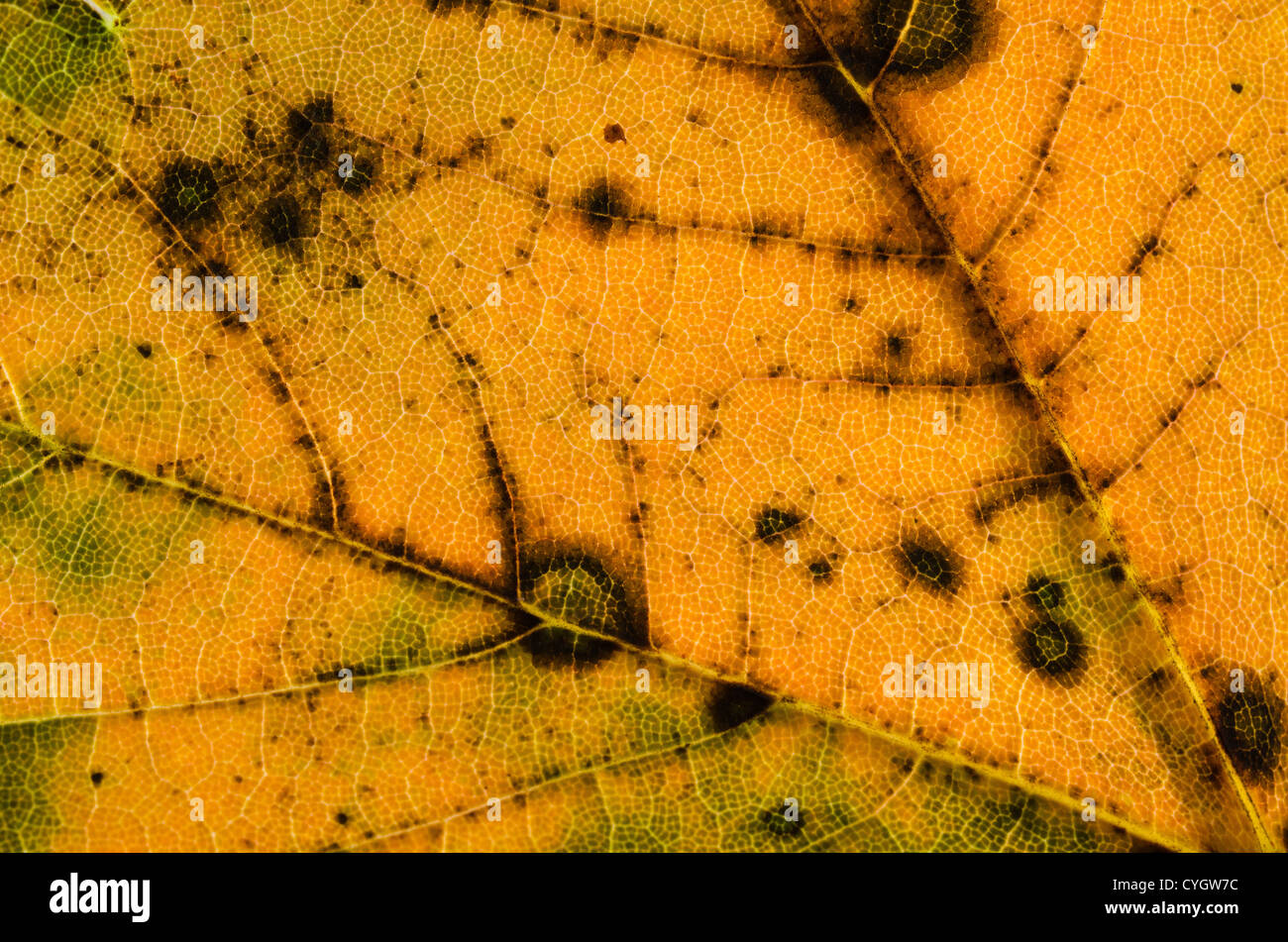 infected sycamore tree tar spot Rhytisma acerinum a fungus on maple