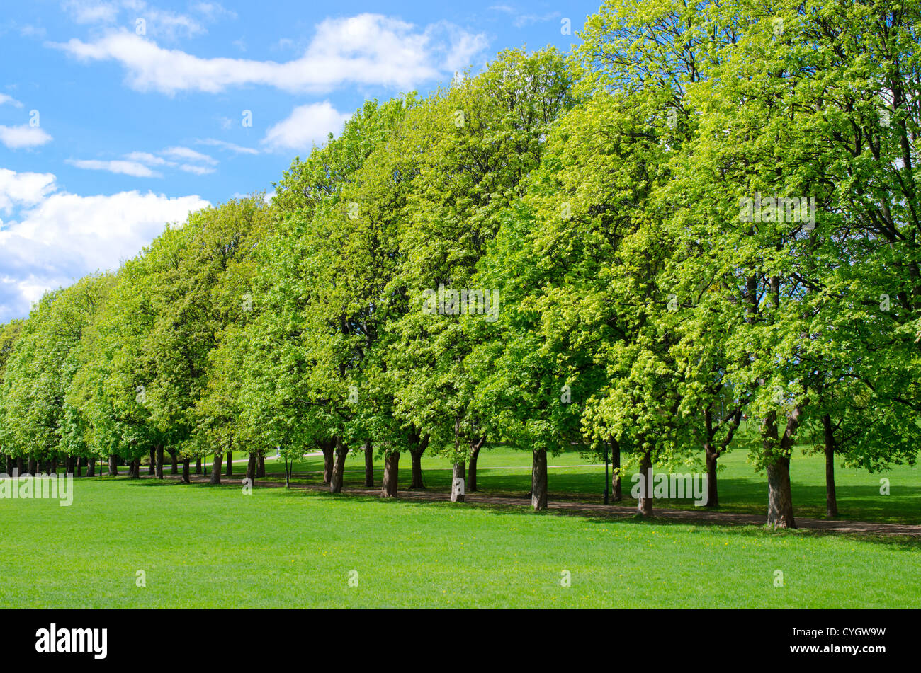 Tree line in the popular Vigeland park in Oslo, Norway Stock Photo