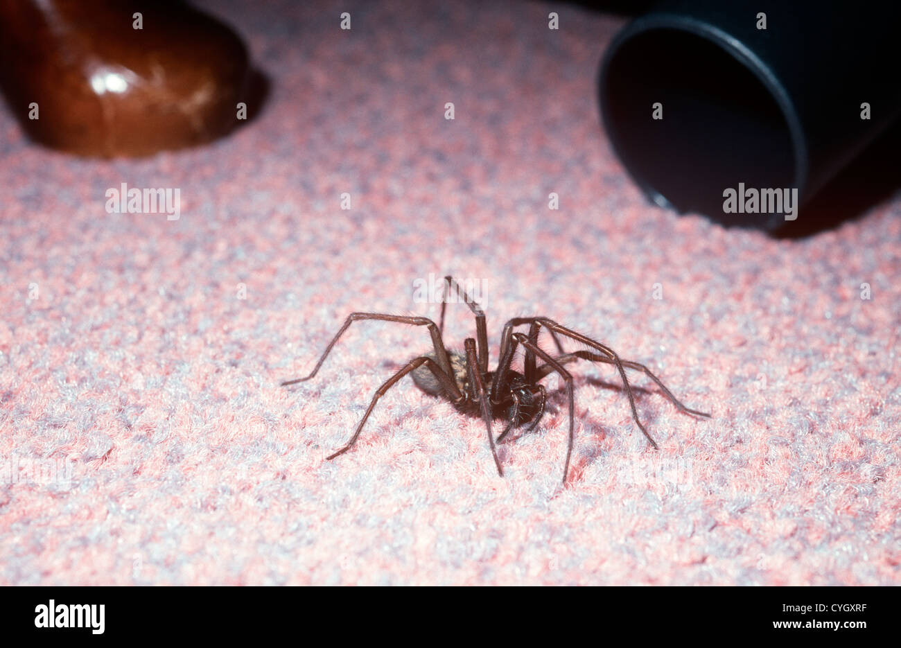 Cobweb spider female (Tegenaria duellica: Agelenidae) close to being sucked into a vacuum cleaner, UK Stock Photo