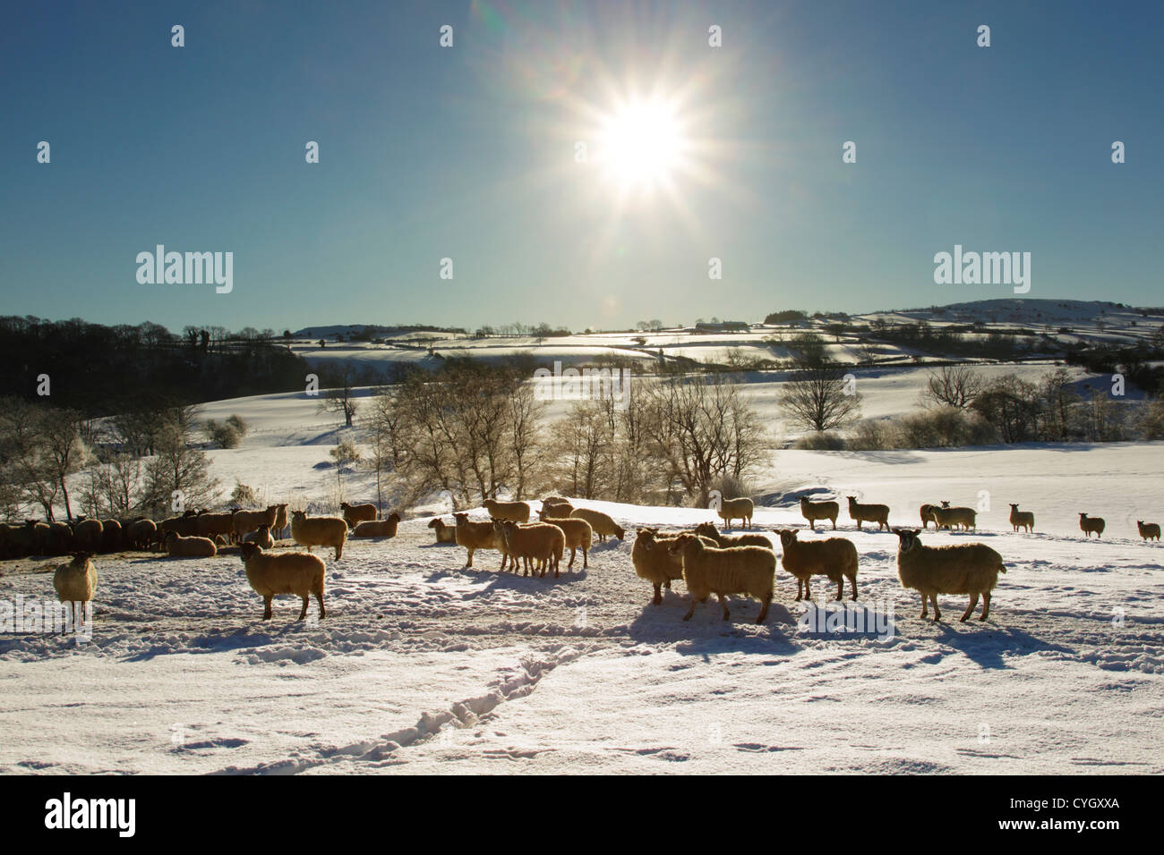 Winter view of sheep in a snow covered field, backlit with a bright sun overhead in the North York Moors National Park Stock Photo