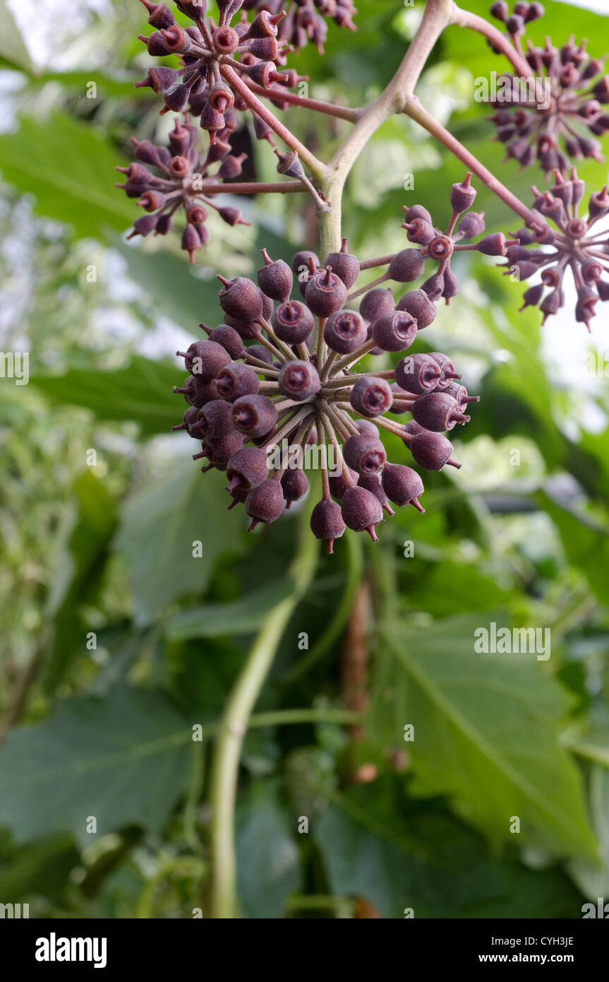 Schefflera chapana seeds pods detail Stock Photo