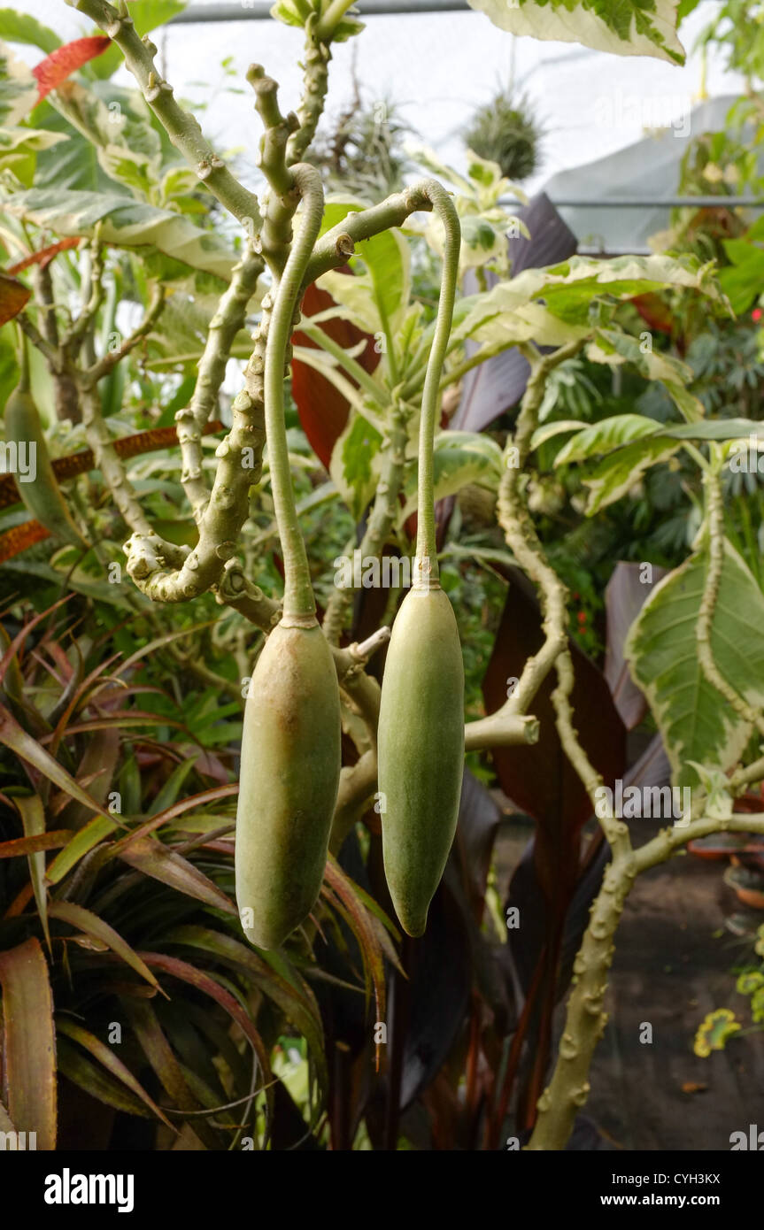 Brugmansia snowbank seed pods Angel Trumpet Stock Photo Alamy