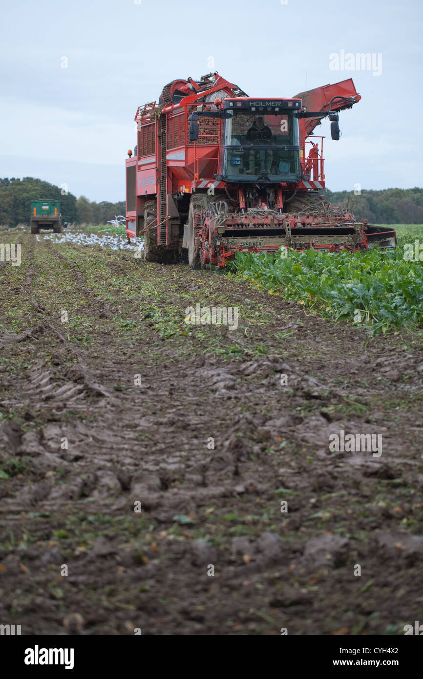 Sugar Beet Harvest. Crop in the field, being gathered. Harvester and supporting collection tractor and trailer behind. Stock Photo